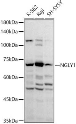 Western Blot: NGLY1 Antibody [NBP2-94289] - Western blot analysis of extracts of various cell lines, using NGLY1 antibody (NBP2-94289) at 1:1000 dilution. Secondary antibody: HRP Goat Anti-Rabbit IgG (H+L) at 1:10000 dilution. Lysates/proteins: 25ug per lane. Blocking buffer: 3% nonfat dry milk in TBST. Detection: ECL Basic Kit. Exposure time: 30s.